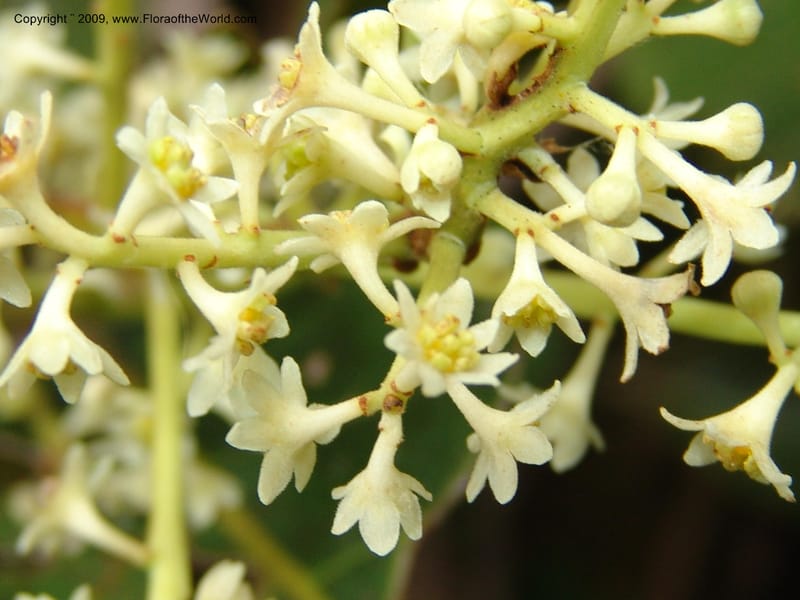 Nectandra, DNeill15914--Ecuador. Prv. Zam. Ch. C del Condor. Wawaime plot. 22 Sep 07. 383.jpg