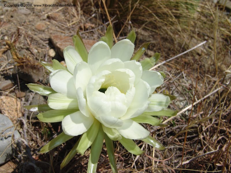 Echinopsis bridgesii--Bolivia. La Paz. Send. Aguila. 4 Dec 04. 141.jpg