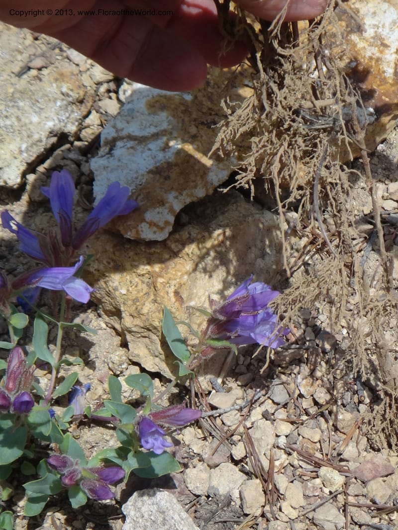 Penstemon montanus var. idahoensis. Davidson, C #12080--ID, Valley Co., Elk Summit, 7 Aug 2012  DSC00622 (17).JPG