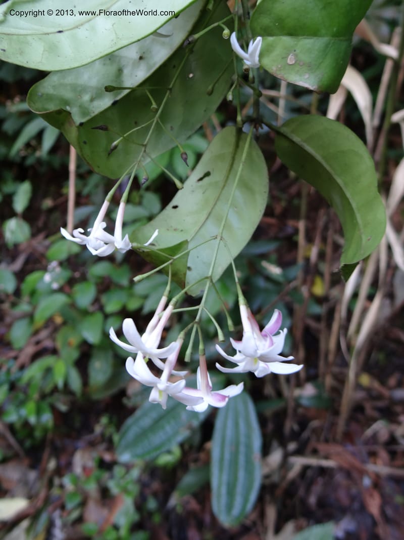 Jasminum, VC 5507--Thailand. Chiang Mai Prov. Doi Inthanon Nat. Park. 9 Nov 2012. DSC08004 (11).JPG