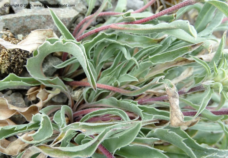 Pyrrocoma, Davidson, C 12630--ID. Idaho Co. Seven Devils Campground. 11 Aug 2014. DSC00412 (28).JPG