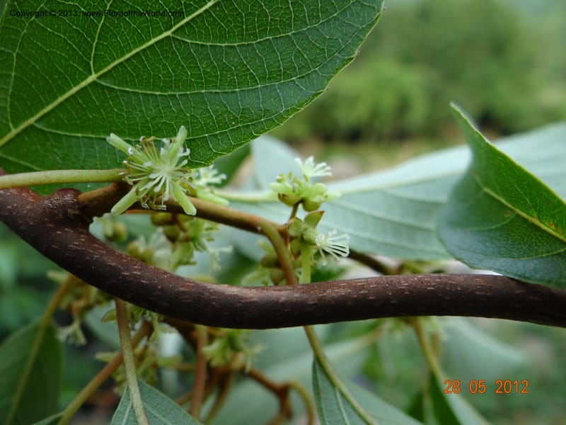Actinidia lanceolata, Li Pan 1205287--China, Zhiyuan,ShunXi, 28 May 2012 331 (7).JPG