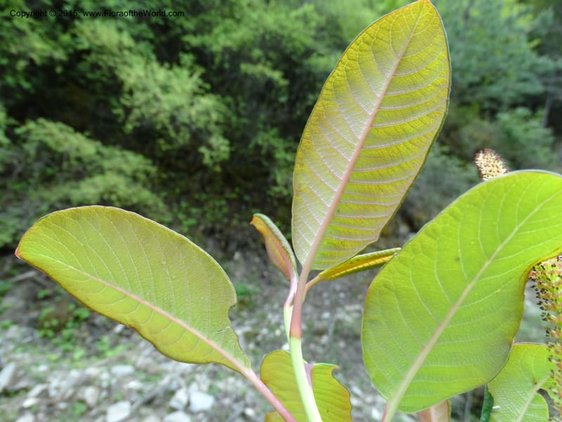 Salix, Boufford, D 43739--China. Sichuan. XinZhaZi Gou. 14 May 2014. DSC06426 (34).JPG