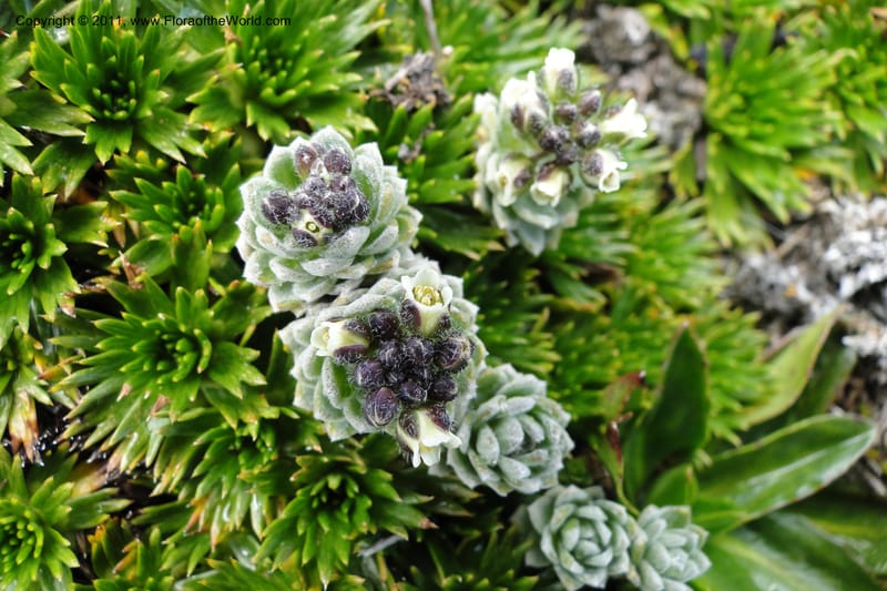Draba, Ulloa 2022--Ecuador. Napo. Volcan Antesana. 2 Jun 2011. 206 (4).jpg