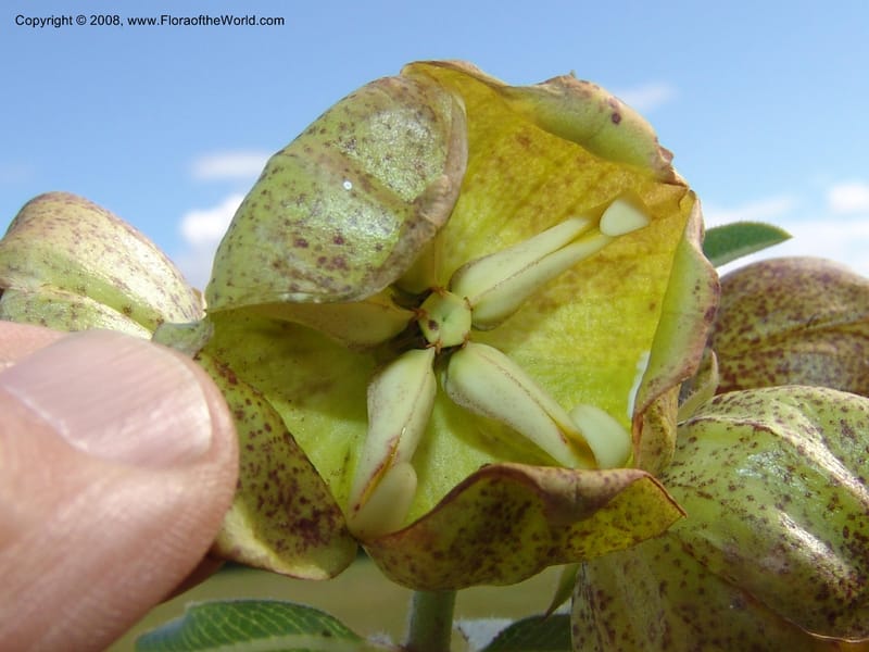 Pachycarpus  grandiflorus--So.Africa. E. Cape. Umtamvuna Nat. Res. 11 Mch 05. 351.jpg