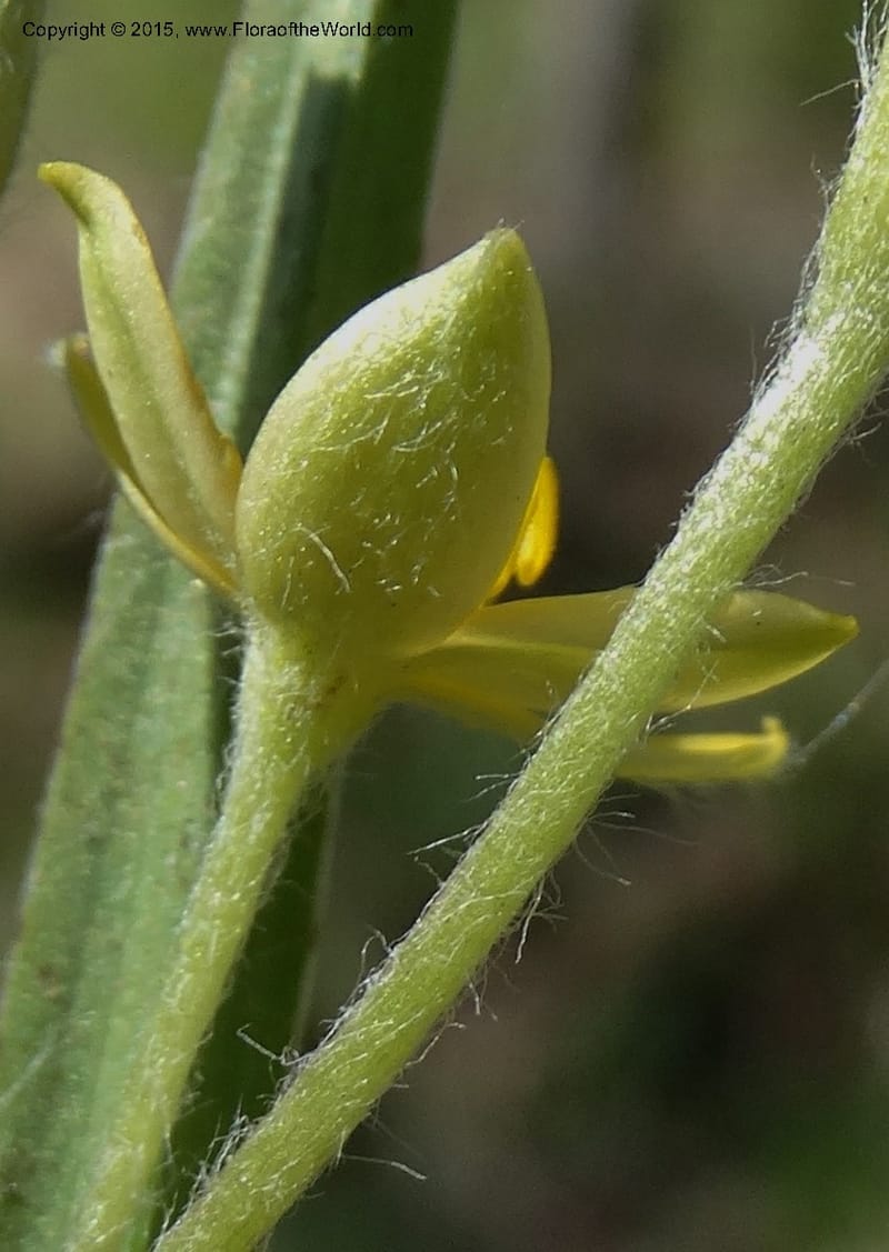 Hypoxis hirsuta, Davidson, C 12977--North Carolina. Clay Co. Buck Cr. 13 May 2015. DSC04619 (192).JPG