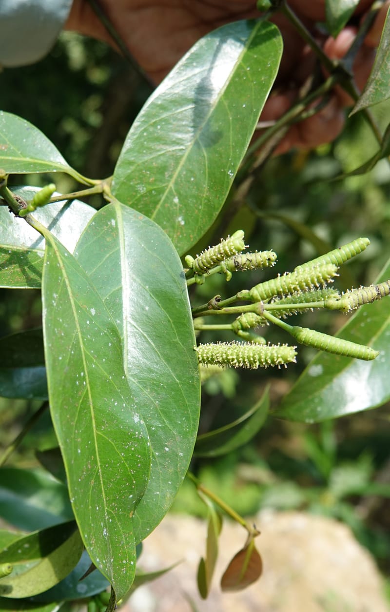 Gnetum catasphaericum, D. Boufford 44101--China. Yunnan. Lao jun Shan. 30 Apr 2018. DSC00424 (578).JPG