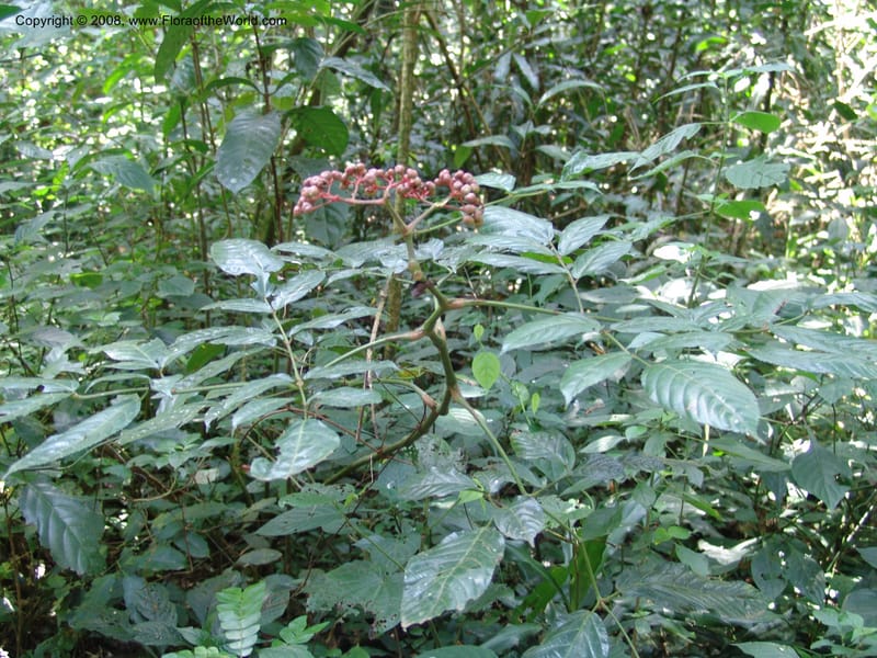 Leea guineensis--Kenya. Kakamega Forest. 8 Jul 04. 262.jpg
