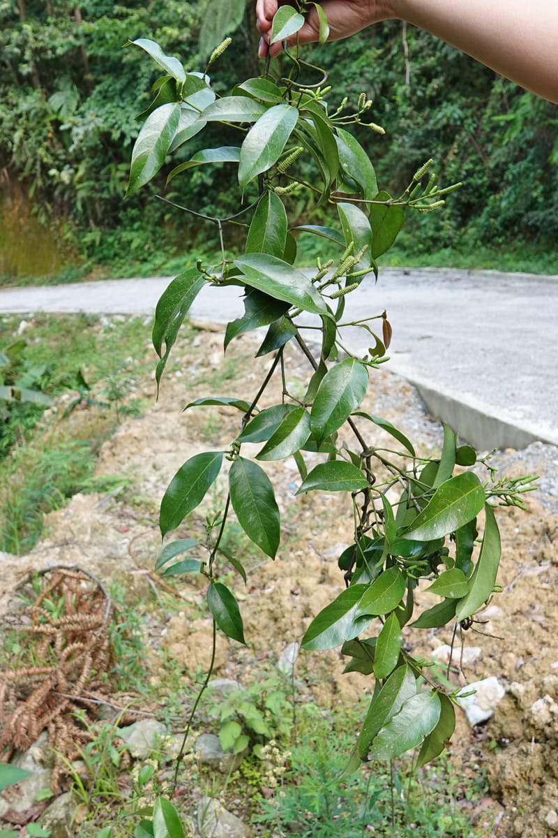 Gnetum catasphaericum, D. Boufford 44101--China. Yunnan. Lao jun Shan. 30 Apr 2018. DSC00424 (560).JPG
