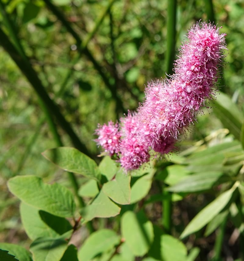 Spiraea douglasii var. menziesii, C. Davidson 13807--ID. Benewah Co. St. Joe R. Rd. Turtle Lake. 8 Jul 2018. DSC05829 (57).JPG