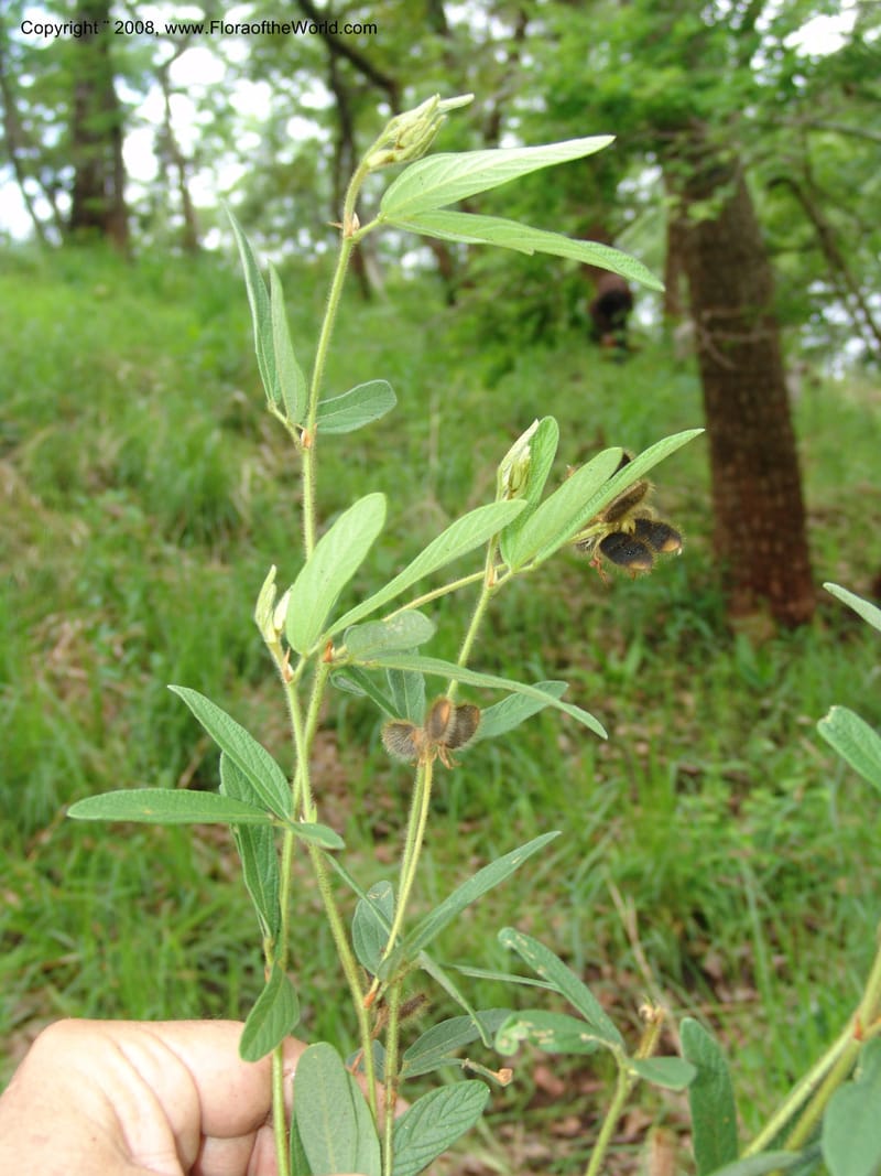 Eriosema pauciflorum, SBodine190--Tanz. Ca 10 km N of Mahenge. 18 Feb 06. 297.jpg