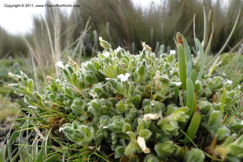 Cerastium, Ulloa 2014--Ecuador. Napo. Volcan Antesana. 2 Jun 2011. 162 (5).jpg