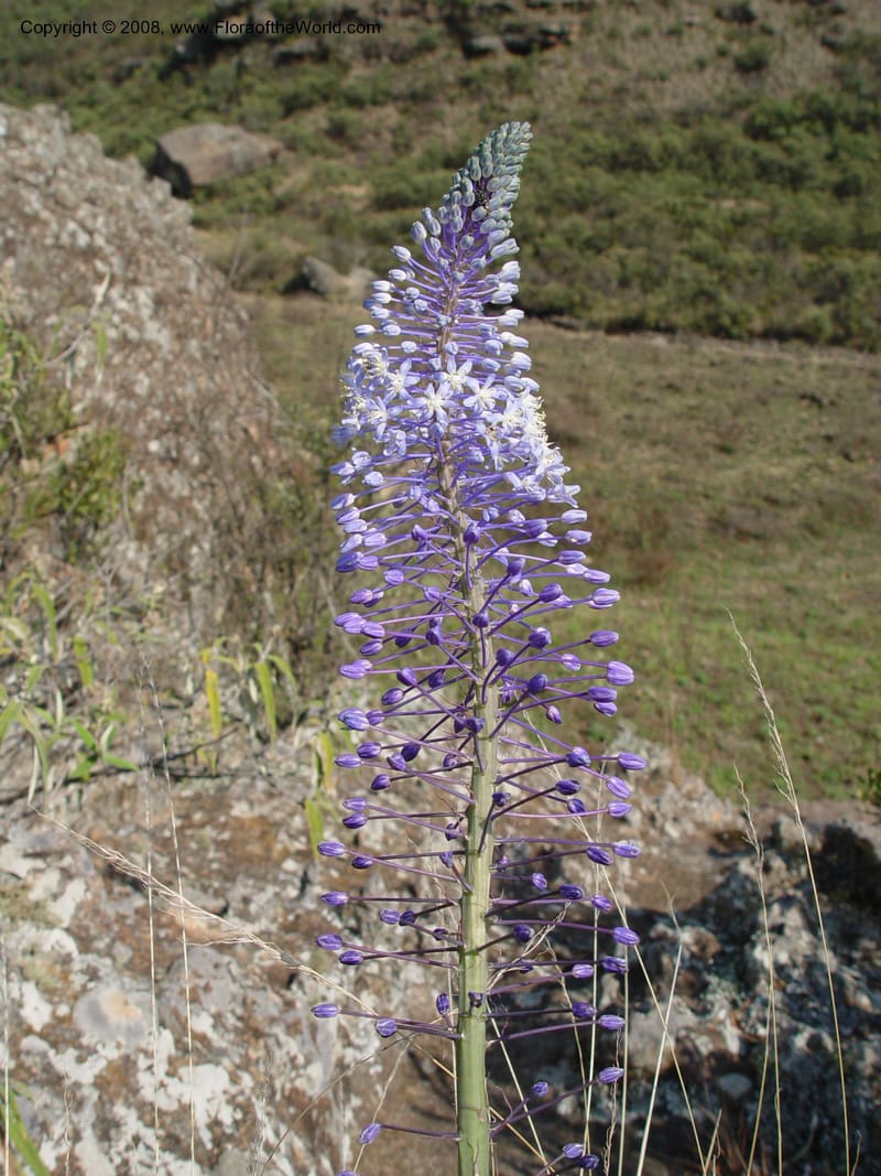 Scilla natalensis [Merwilla plumbea]--So. Africa. Drakensberg Mts. Giant's Castle. 4 Oct 03. 007.jpg