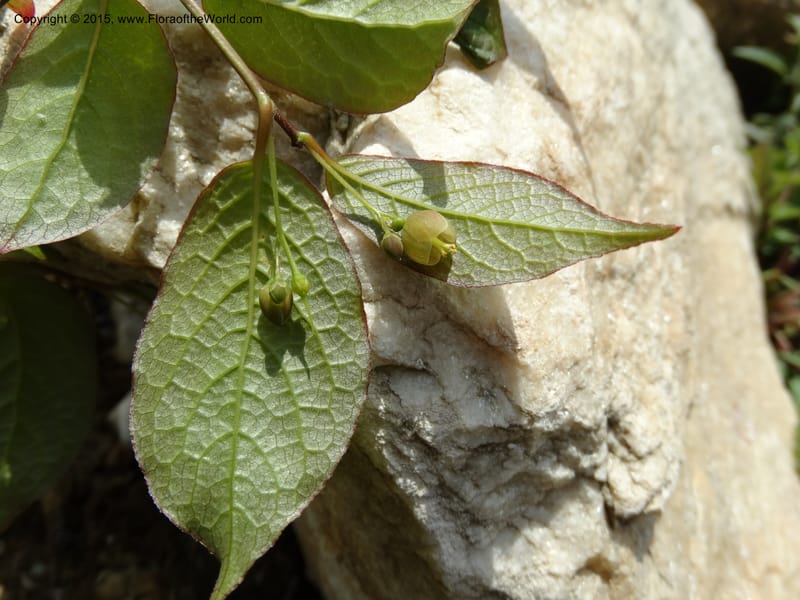 Sabia, Boufford, D 43677--China. Sichuan. GuoBaYan, HanBaiYu Shan. 12 May 2014. DSC05373 (11).JPG
