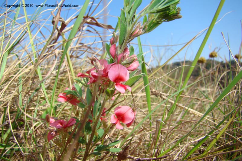 Indigofera setosa, D. Styles xx--South Africa. KwaZulu-Natal. Kloof Gorge, Durban. 29 Aug 09. 070 (15).jpg