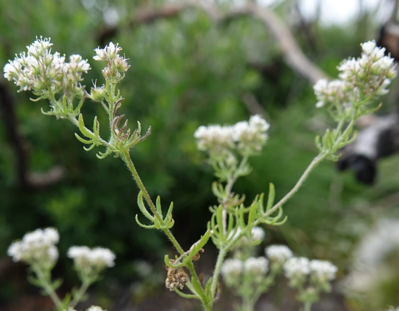 Eremosyne pectinata, Davidson, C 13494--Australia. W. A. Two People's Bay Nat. Res. 29 Oct 2016. DSC06475 (25).JPG