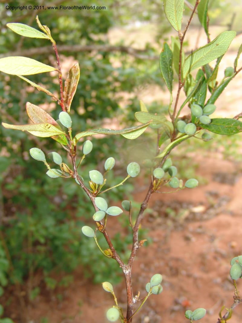 Terminalia, ZRogers1130--Madag. Prov. Antsir. Sahafary, Analankary. 8 Nov 06. 168.jpg