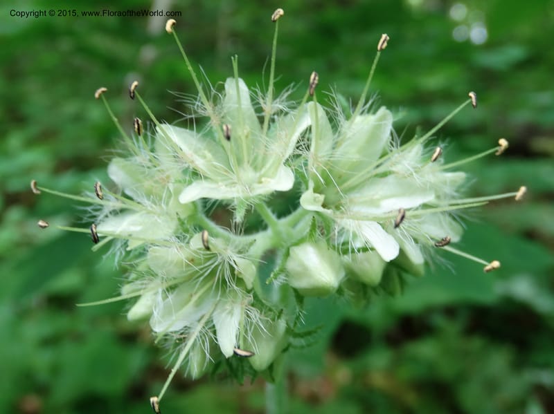 Hydrophyllum macrophyllum, Davidson, C 13025--North Carolina. Haywood Co. Pigeon R. 16 May 2015. DSC05923 (99).JPG