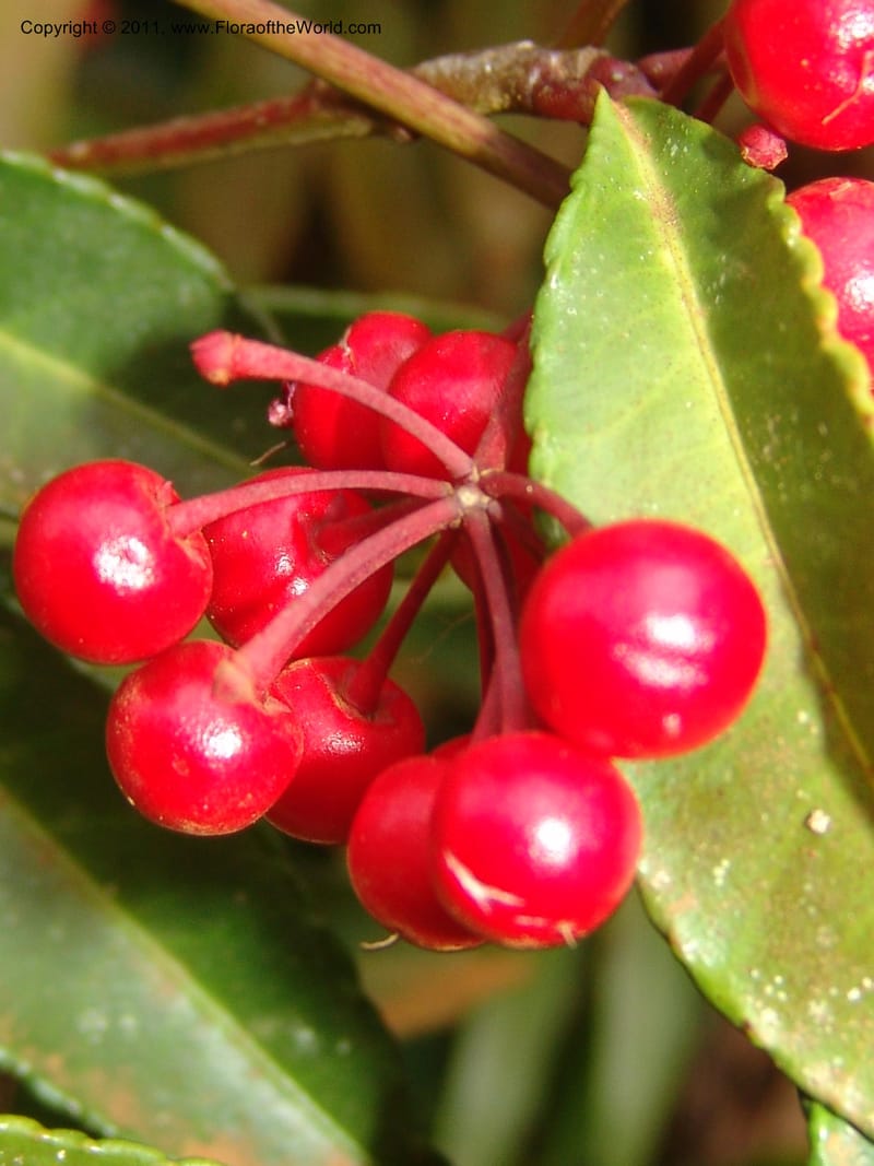 Ardisia, ROR1572--Madag. Parc Nat. Montagne d'Ambre. 10 Nov 06. 010.jpg