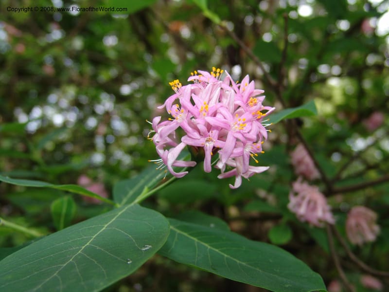 Dais cotinifolia--So. Africa. Lowveld Nat. Bot. Gard. 14 Mch 05. 214.jpg