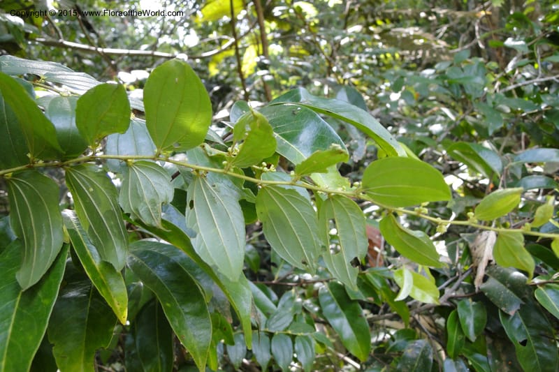 Ziziphus, Regalado 1915--Viet Nam. Da Ha to Tan Not R. Sta. 14 May 2011. 092 (13).jpg