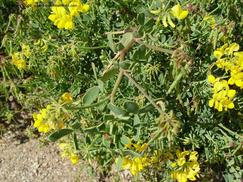 Coronilla valentina ssp. glauca, 2001.0065--Spain. Barcelona Botanic Garden. 19 Apr 04. 106.jpg