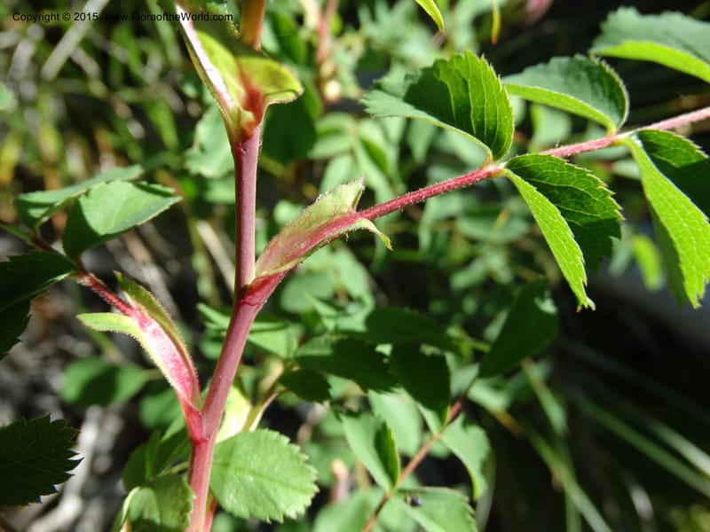 Rosa nutkana, Davidson, C 12515--Idaho. Valley Co. Payette Lake, Sylvan Beach. 18 Jun 2014. DSC09162 (17).JPG