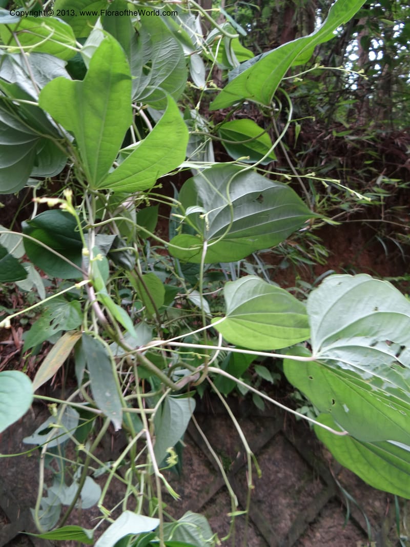Dioscorea collettii var. hypoglauca, Davidson, C 11970--China. Zhejiang Prov. Tian Mu Shan. 1 Jun 2012. DSC01264 (23).JPG