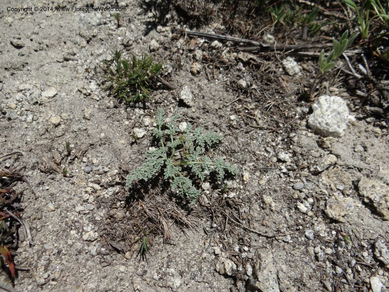 Cymopterus glaucus, Davidson, C 12196--ID. Boise Co. Scott Mtn. Lookout Road. 18 Jun 2013. DSC06609 (149).JPG