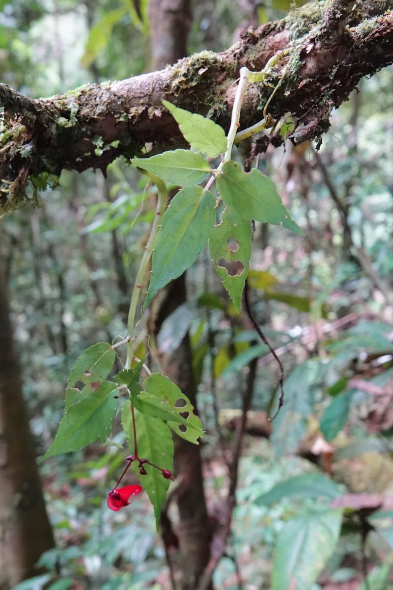 Impatiens, C. Davidson 13908--Gabon. M de C. Sent. Andok. 28 Oct 2018. DSC09339 (295).JPG