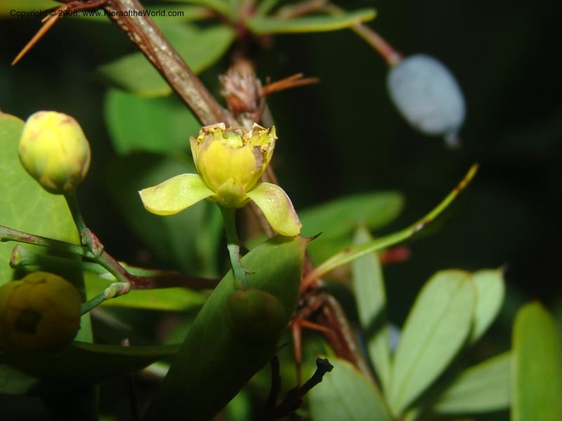 Berberis holstii--So.Africa. Mpumal. J.Burrows garden at Buffelskloof. 17 Mch 05. 469.jpg