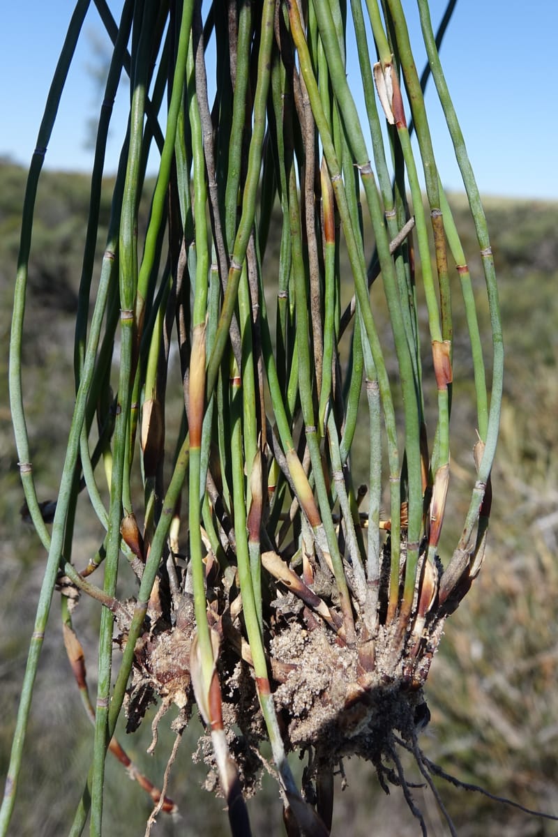 Lepidobolus chaetocephalus, Davidson, C 13414--Australia. Kingia locality. 23 Oct 2016. DSC04566 (192).JPG