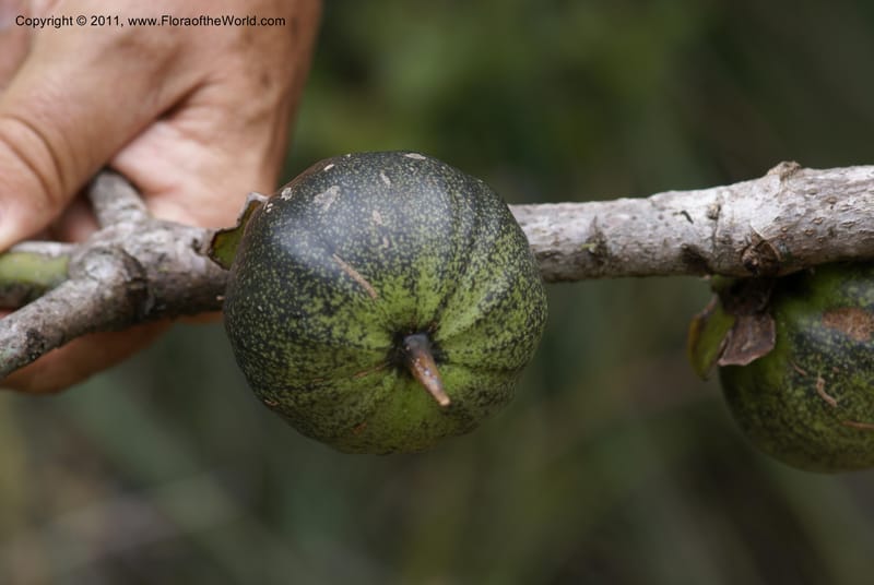 Strasburgeria robusta, Munzinger, J 4877--New Caledonia,  Dzumac, 20 Nov 2007, 28 (31).JPG