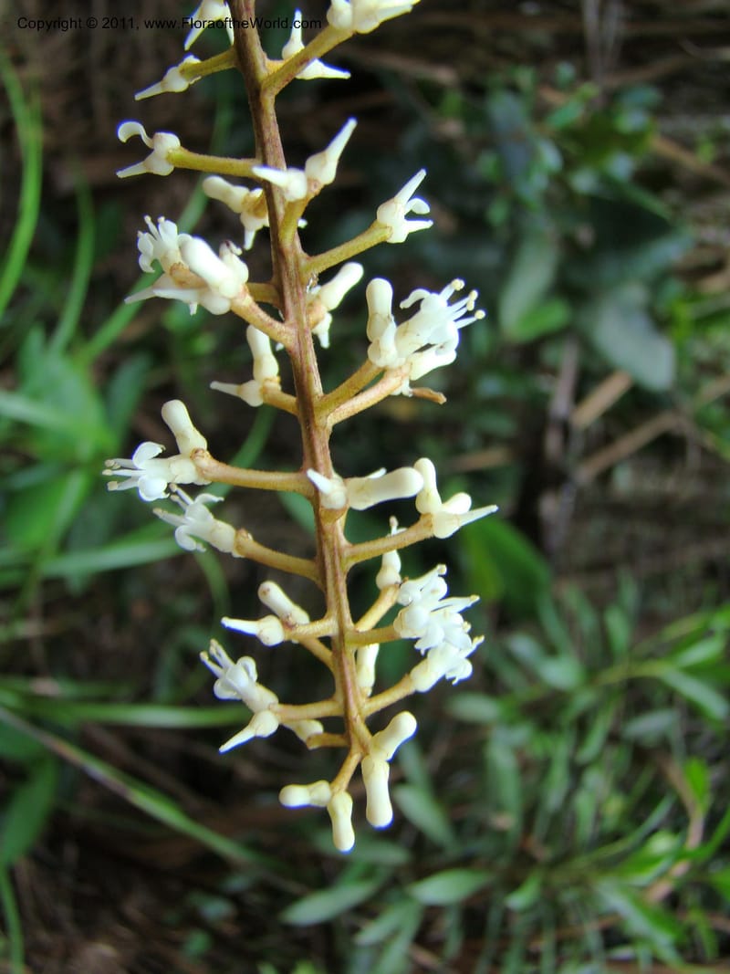 Citronella, P. Lowry 7215--New Caledonia. 618 (4).jpg