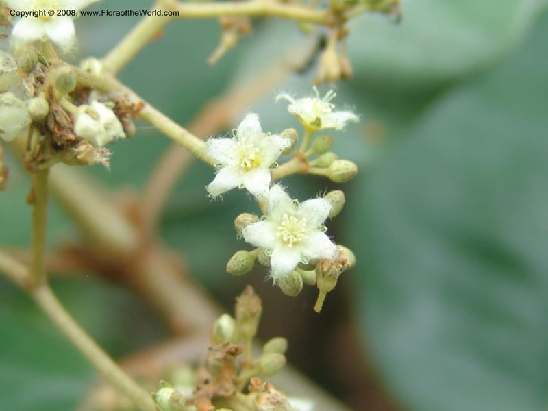 Harungana madagascariensis--So. Africa. Mpumalanga. Karino. Whyte Thorne Garden. 19 Mch 05. 292.jpg