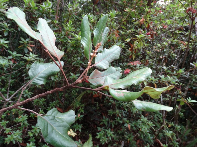 Storthocalyx sordidus, Callmander, M 1230--New Caledonia. Haute Robinson. 11 Nov. 2015. DSC00909 (72).JPG