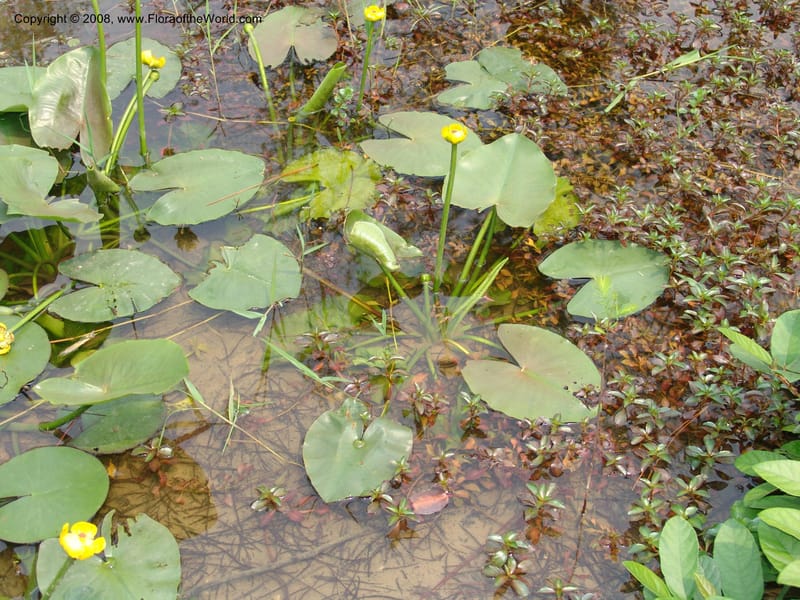 Nuphar pumila--China. Hubei. Wuhan Botanical Garden. 20 Apr 07. 133.jpg