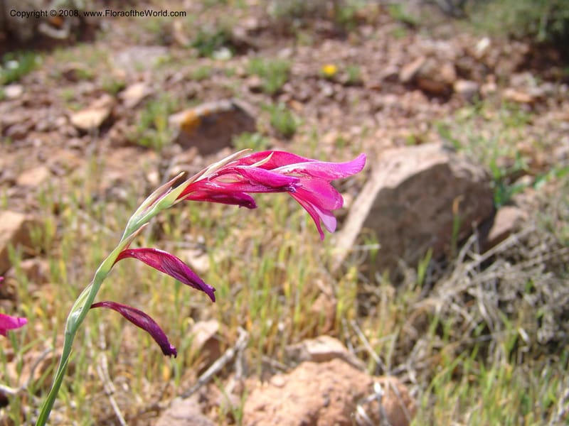 Gladiolus illyricus--Spain. Prov. Almeria. Cabo de Gata. Hill near new lighthouse. 23 Apr 05. 015.jpg