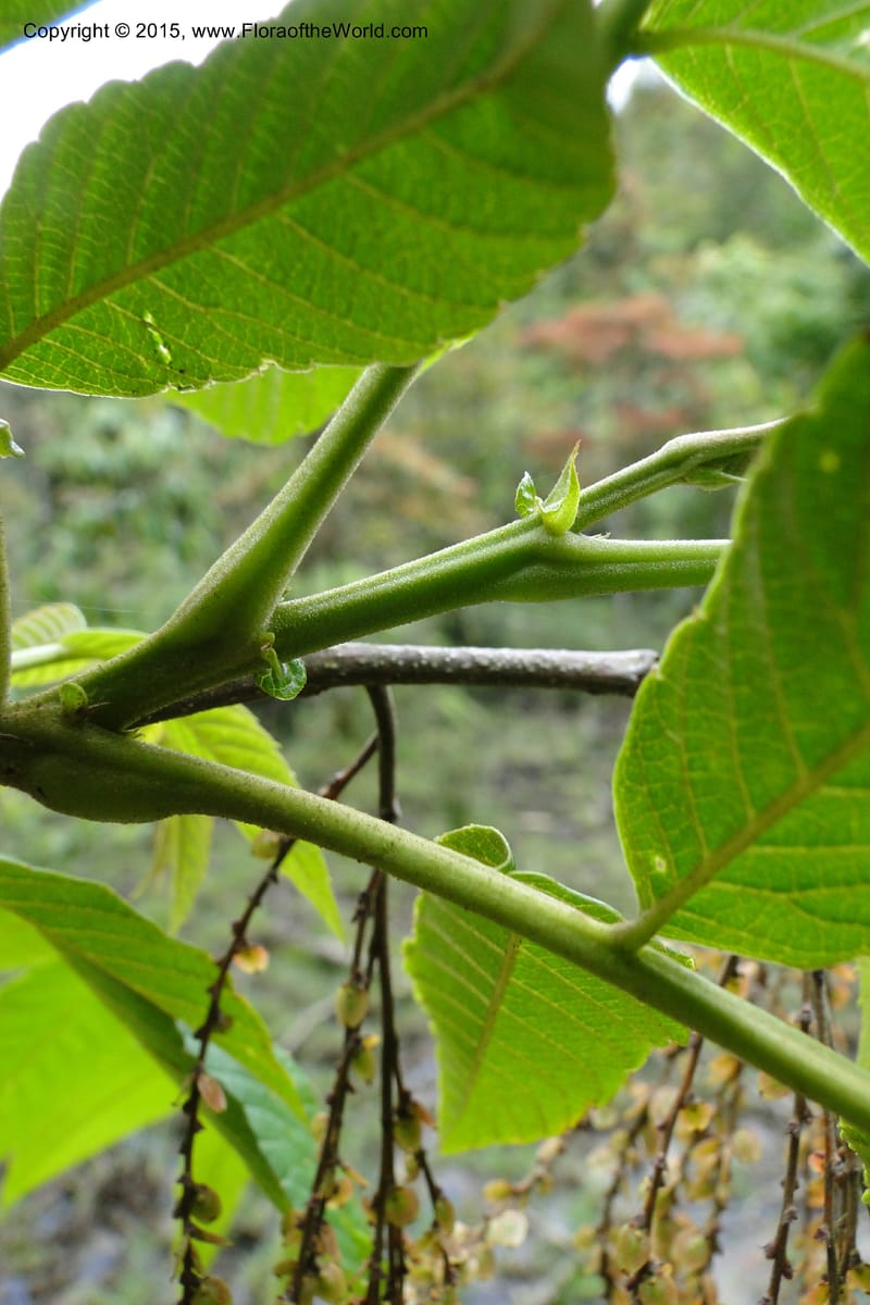 Rhoiptelea chiliantha, Regalado 1809--Viet Nam. Trail to Siu Chai Commune. 5 May 2011. 306 (10).jpg