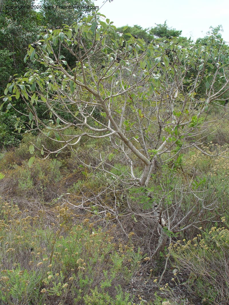 Ozoroa obovata--So. Africa. Zululand.  Lake Sibaya Lodge.  1 Oct. 03 142.jpg
