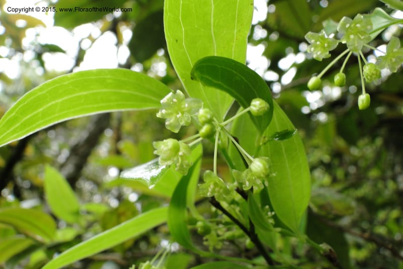 Heterosmilax, Regalado 1777--Viet Nam. Ban Khoang Commune. 4 May 2011. 136 (1).jpg