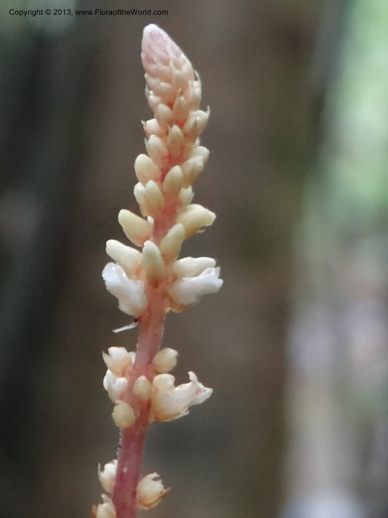 Epirhixanthes elongata, VC 5604--Thailand. Ranong . Klong Naka Wildlife Sanct. 14 Nov 2012. (311).JPG