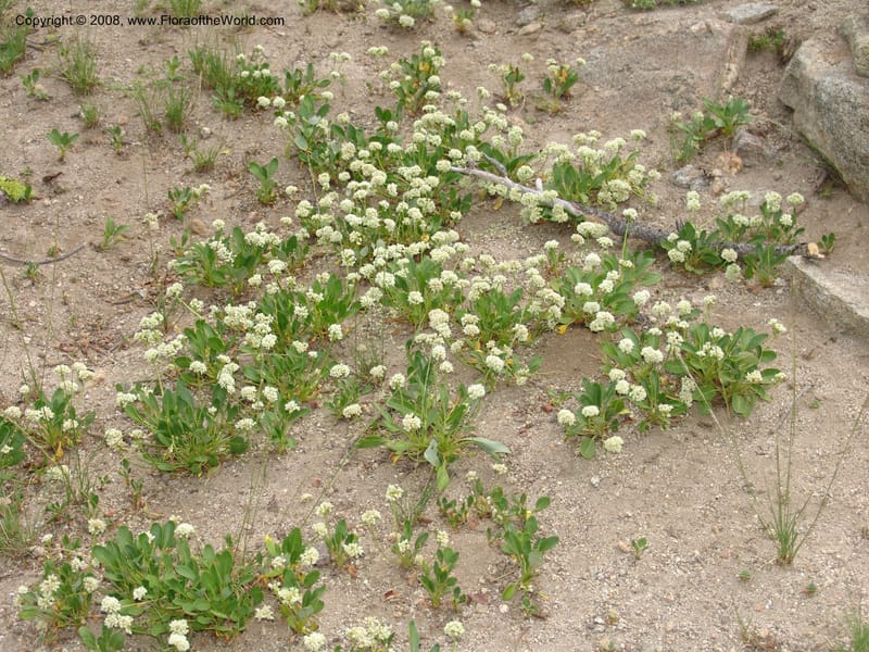 Eriogonum pyrolaefolium v. coryphaeum, CDavidson11099--ID. Valley Co. Top of Brundage Mtn.. 15 Jul 07. 088.jpg
