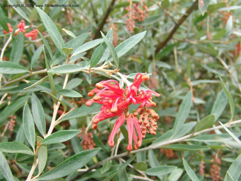 Grevillea victoriae, 2002.0250--CA. San Francisco Arboretum. 9 Aug 07. 379.jpg