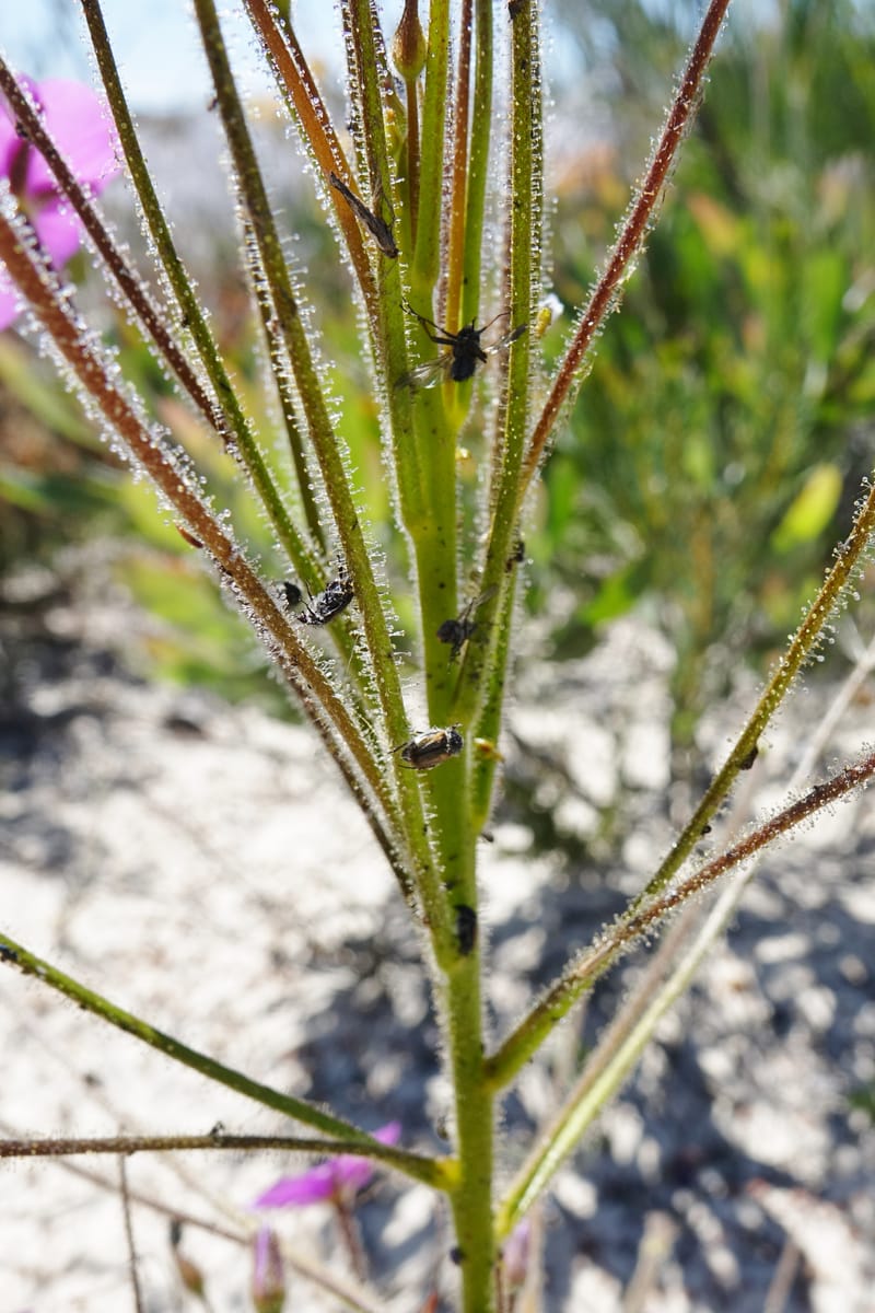 Byblis lamellata, Davidson, C 13426--Australia. W.A. Green Head-Coorow Rd. Stop 2. 24 Oct 2016. DSC04873 (50).JPG