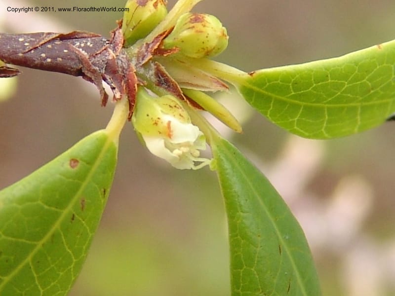 Erythroxylum, ROR1534--Madag. Prov. Antsir. Sahafary, Andranomadiro. 7 Nov 06. 464.jpg