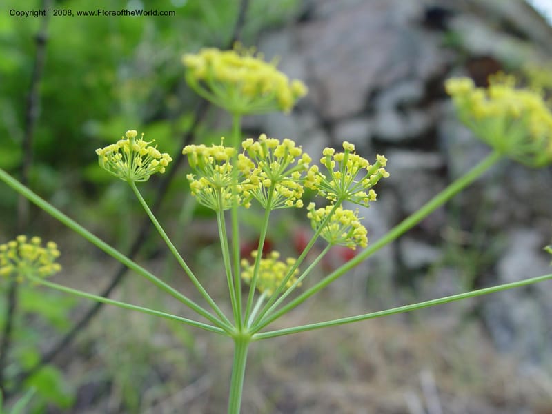 Lomatium triternatum--ID. Idaho Co. Salmon R. Polly Bemis Ranch. 7 May 04. 065.jpg