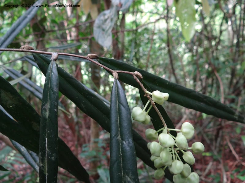 Galearia, SAN.153258--Malaysia, Sabah. Kebun Cina. 12 Apr 2012. DSC08373 (14).JPG