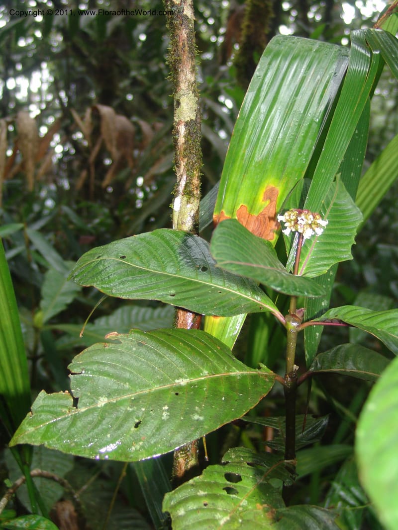 Psychotria oinochrophylla, RVasquez 31535--Peru. Prov. Oxa. Estac. Paujil. Send. El Mirador. 16 Oct 06. 305 (9).jpg