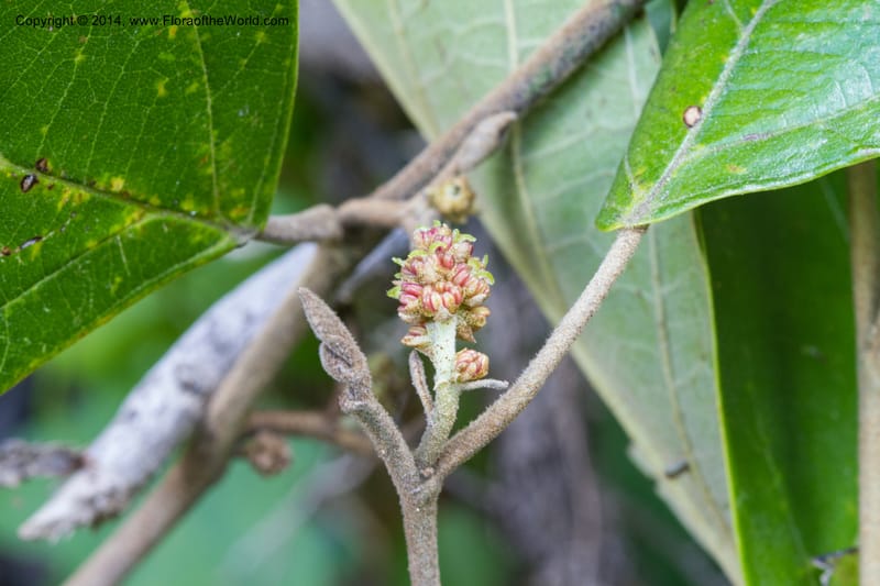 Molinadendron guatemalense, Stevens, W. D 34696--Nicaragua. Neuva Segovia. S of Cerro Mogoton. 5 Jun 2014. 3(4).jpg